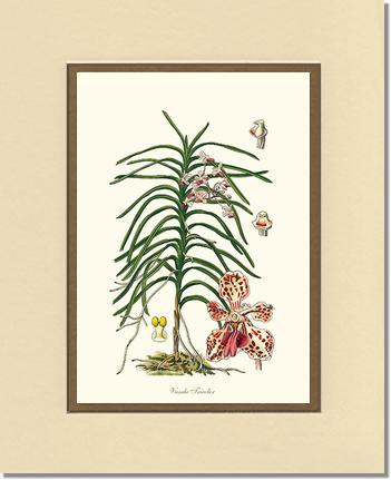 Vanda Tricolor | Orchid Wall Art Print