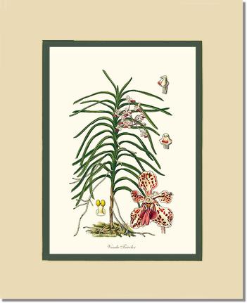 Vanda Tricolor | Orchid Wall Art Print