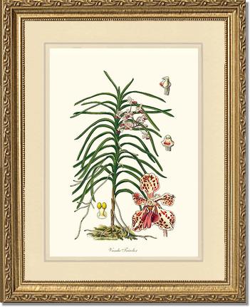 Vanda Tricolor | Orchid Wall Art Print