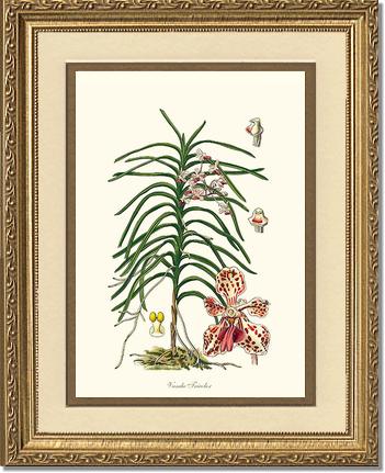 Vanda Tricolor | Orchid Wall Art Print