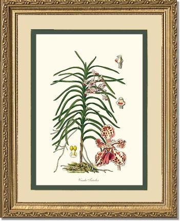 Vanda Tricolor | Orchid Wall Art Print