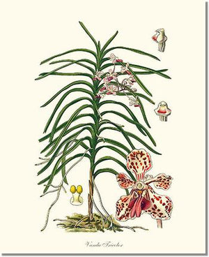 Orchid Print: Vanda Tricolor