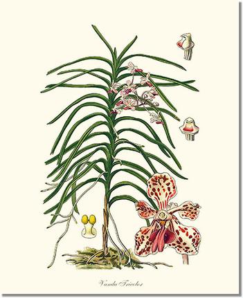 Vanda Tricolor | Orchid Wall Art Print