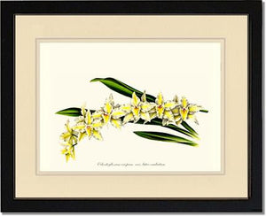 Odontoglossum crispum