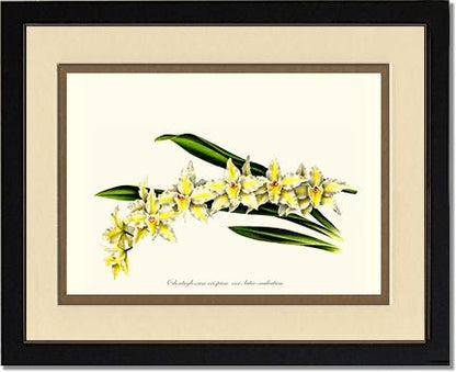 Odontoglossum crispum | Orchid Wall Art Print