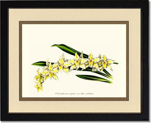 Odontoglossum crispum