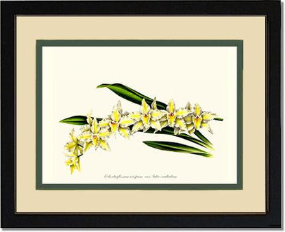 Odontoglossum crispum | Orchid Wall Art Print