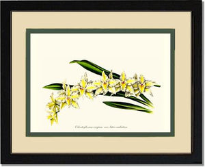 Odontoglossum crispum