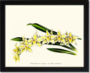Odontoglossum crispum