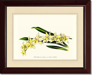 Odontoglossum crispum