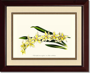 Odontoglossum crispum