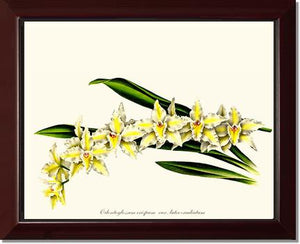 Odontoglossum crispum