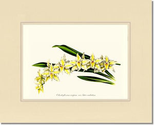 Odontoglossum crispum