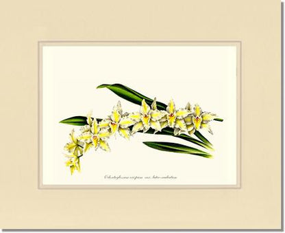 Odontoglossum crispum | Orchid Wall Art Print
