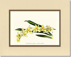 Odontoglossum crispum