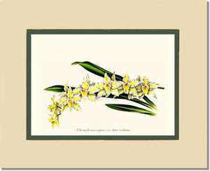 Odontoglossum crispum