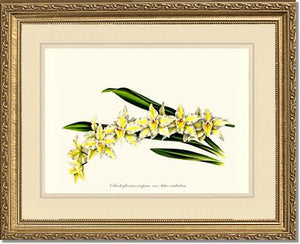 Odontoglossum crispum