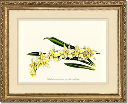 Odontoglossum crispum | Orchid Wall Art Print