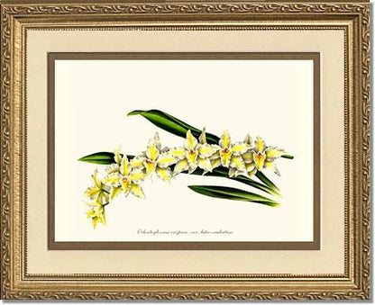 Odontoglossum crispum | Orchid Wall Art Print