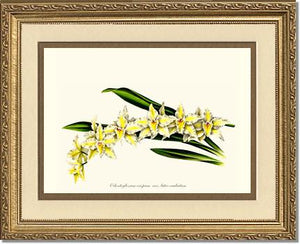 Odontoglossum crispum