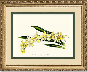 Odontoglossum crispum
