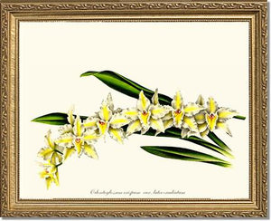 Odontoglossum crispum