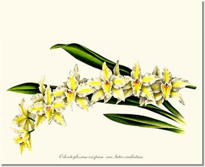 Odontoglossum crispum