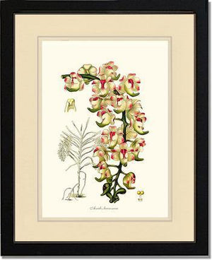 Aerides lawrenceae - Charting Nature