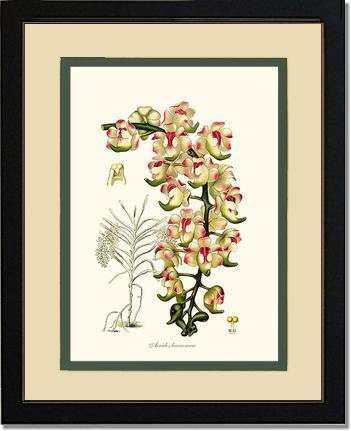 Aerides lawrenceae - Charting Nature