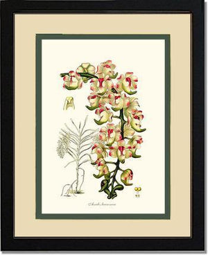 Aerides lawrenceae - Charting Nature