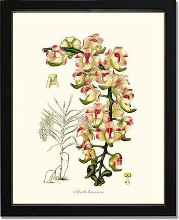 Aerides lawrenceae - Charting Nature