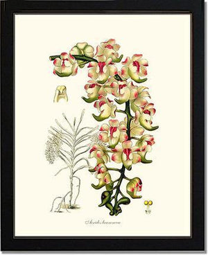 Aerides lawrenceae - Charting Nature