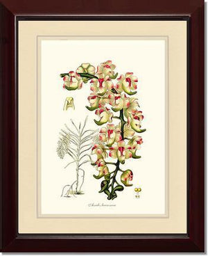 Aerides lawrenceae - Charting Nature