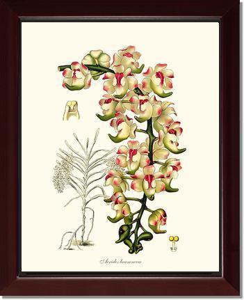 Aerides lawrenceae - Charting Nature