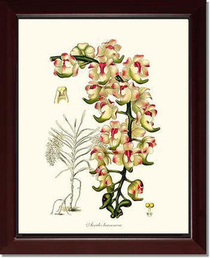 Aerides lawrenceae - Charting Nature