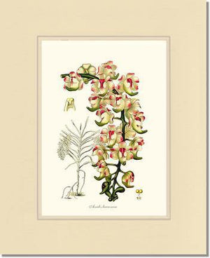 Aerides lawrenceae - Charting Nature