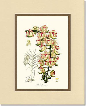 Aerides lawrenceae - Charting Nature