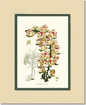 Aerides lawrenceae - Charting Nature