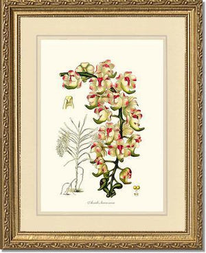Aerides lawrenceae - Charting Nature