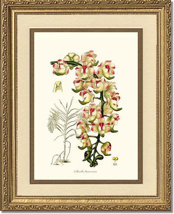 Aerides lawrenceae - Charting Nature