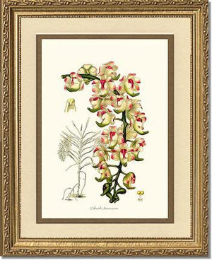 Aerides lawrenceae - Charting Nature