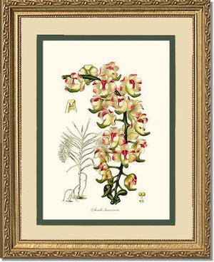 Aerides lawrenceae - Charting Nature
