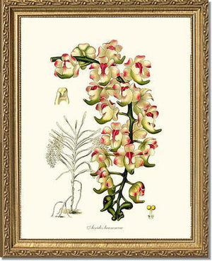 Aerides lawrenceae - Charting Nature