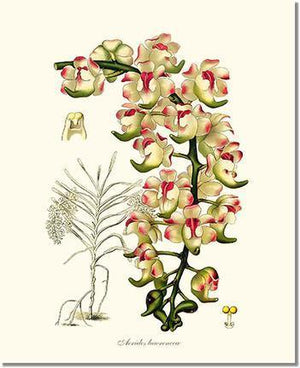 Orchid Print: Aerides lawrenceae