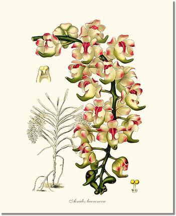 Aerides lawrenceae