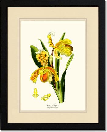 Lady's Slipper Cypripedium insigne | Orchid Wall Art Print