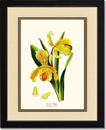 Lady's Slipper Cypripedium insigne | Orchid Wall Art Print