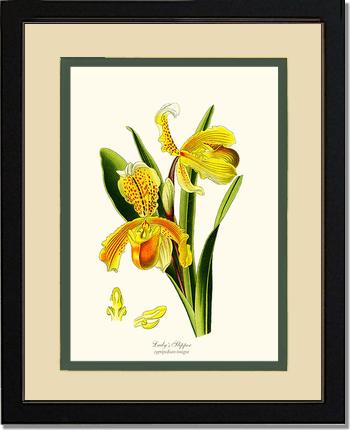 Lady's Slipper Cypripedium insigne | Orchid Wall Art Print