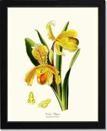 Lady's Slipper Cypripedium insigne | Orchid Wall Art Print