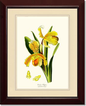 Lady's Slipper Cypripedium insigne | Orchid Wall Art Print